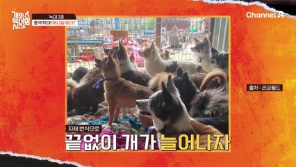 "쇳덩어리로 큰 소리를 내서 개들한테..." 애니멀 호더의 손에 키워졌던 늑대 2호