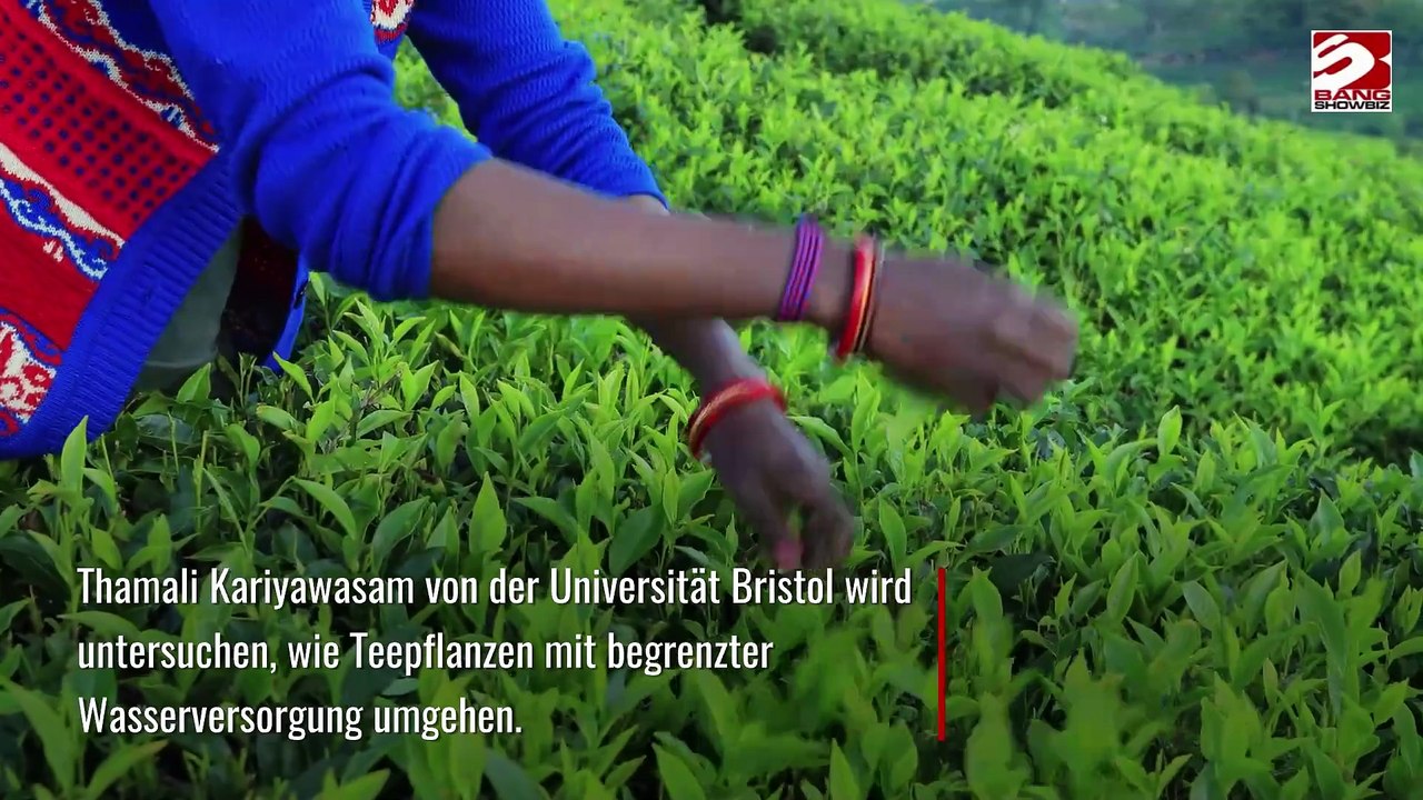 200 Jahre alte Teeblätter aus Sri Lanka könnten Aussterben von Tee verhindern