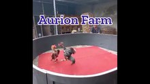 aurion farm anak jamboel petarung masa depan