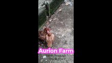 Indukan Aurion Farm