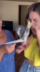 Parrot Chaos! Funny Moment as Bird Lands on Woman’s Face Caught on Camera 😂