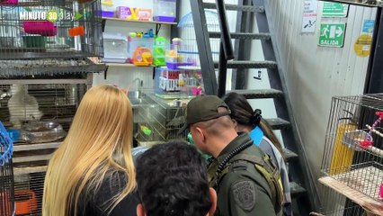 Rescatan 64 animales en condiciones terribles en Plaza Minorista de Medellín