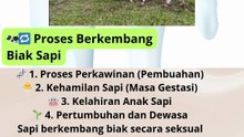 🐄🔁 Proses Berkembang Biak Sapi