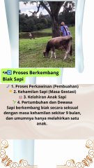 🐄🔁 Proses Berkembang Biak Sapi