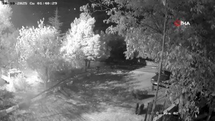 Antalya'da domuz sürüsü gece yarısı köye indi: O anlar kameraya yansıdı