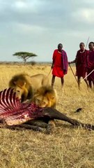 Part 1 ! Man vs Lions. Maasai Men Stealing Lion's Food Without a Fight ! Today's Trending Video