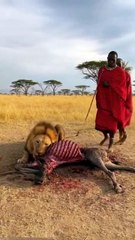 Part 3 ! Maasai Men vs Lions Hunting in the Jungle ! Today's Trending Video