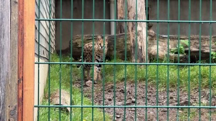 Trafic d’animaux sauvages : Tonga Terre d’Accueil face à une recrudescence inquiétante
