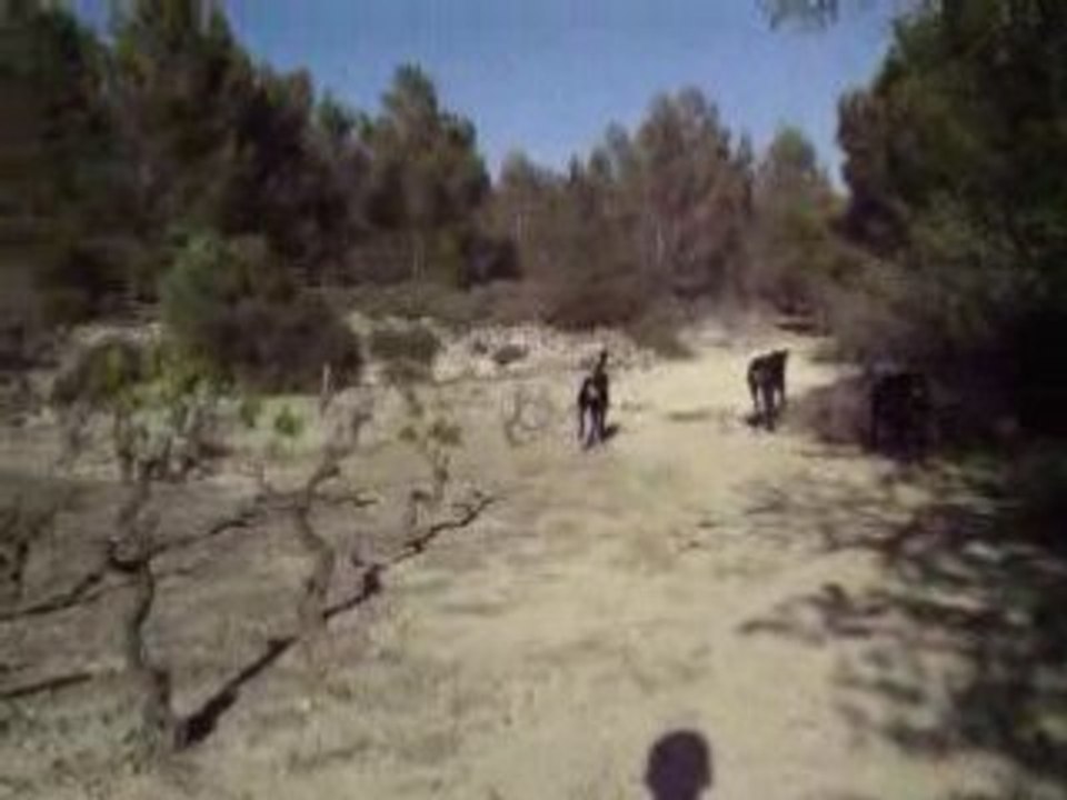 balade de 17h30 caly alter sam titi