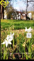 the swapped  mates - vagrant   king and luna