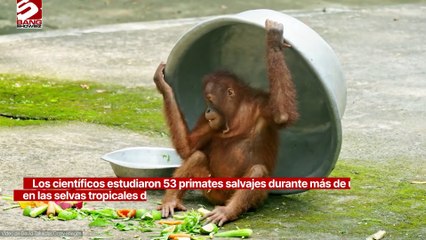 Los orangutanes toman siestas rápidas para recuperar el sueño perdido