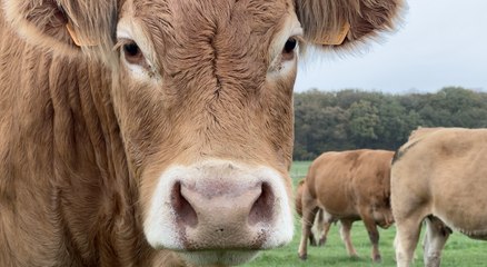 Dermatose nodulaire : les mesures préventives impactent les éleveurs mosellans