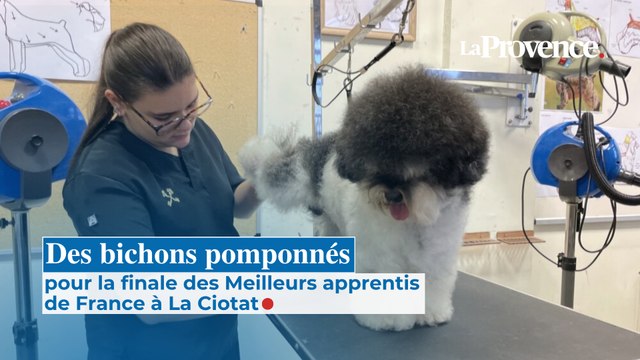 Des bichons pomponnés pour la finale des Meilleurs apprentis de France à La Ciotat