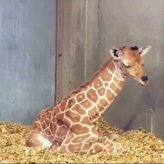 Newborn giraffe isn't sure what to do with his neck while taking a nap