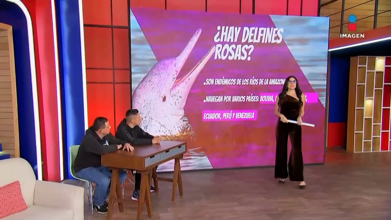 ¿Sabías que hay delfines rosas? | DPC con Paola Rojas