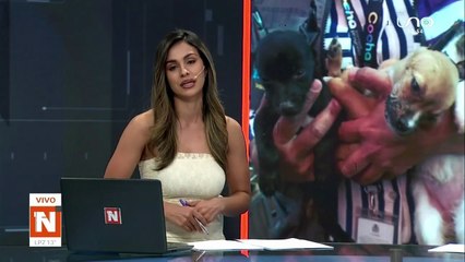 Horror en el mercado La Pampa: rescatan 16 cachorros víctimas de maltrato, dos murieron