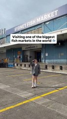 Visiting One of the Biggest Fish Markets in the World