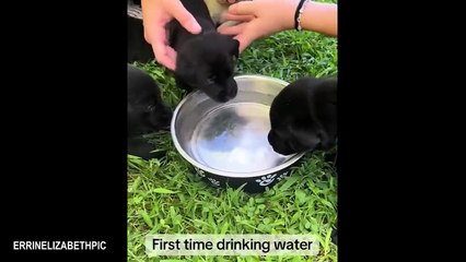Cutest Labrador Puppies in the World 🐶 | Top Cute Baby Dog Videos 2025 😍🐾