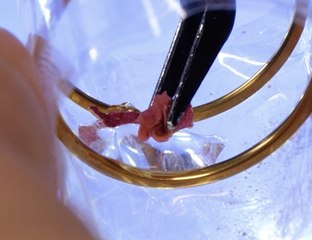 Trapped memories in resin 💍