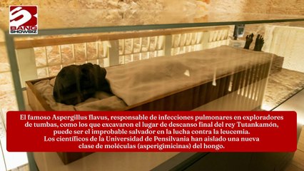 Un hongo de momia del antiguo Egipto podría ser nueva medicina contra el cáncer
