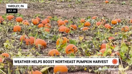 Combo of early drought and late rain makes for great pumpkin harvest in the Northeast