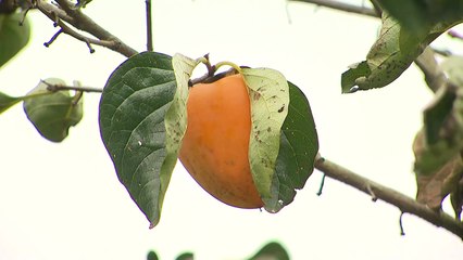 경남 함안서 감 천만 원어치 도난...경찰 용의자 추적 / YTN