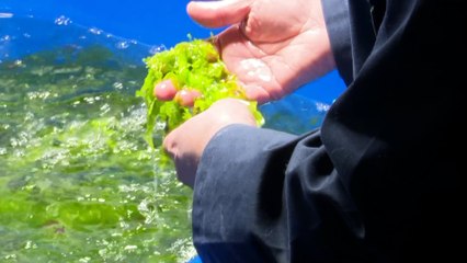 Un premier bassin extérieur pour la culture d'algues à l'ÉPAQ