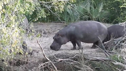 Victoria Falls parte 2  2025