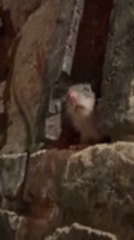 Couple Spots Mouse Peeking From Wall While Dining at Restaurant