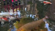 Autumn in Japan 🔥🔥🔥#pond #koi #maple #japanesegarden