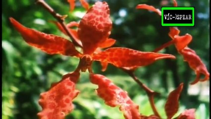 La vida privada de las Plantas: La Lucha Social - Documental (1995) Español Latino *Episodio 4