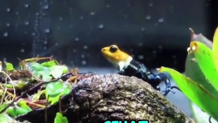 MISTERY ANIMALS IN PAPUA, INDONESIA