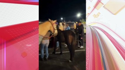 Família de apucaranense morto em acidente leva cavalos para despedida