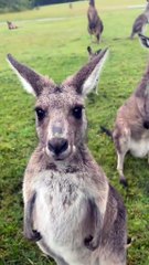 Australian kangaroos