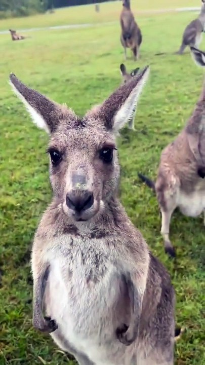 Australian kangaroos