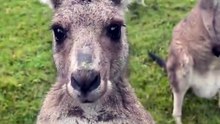 Australian kangaroos