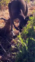 Australia. Kangaroos
