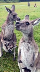 Australian kangaroos