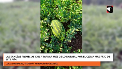 Las sandías primicias van a tardar más de lo normal por el clima más frio de este año
