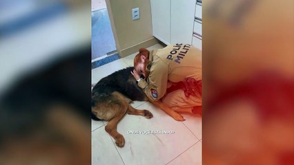 Homenagem: PM de Cascavel presta  última continência ao "Athos", submetido à eutanásia