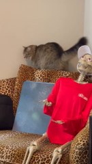 Have a spooky Halloween #cottercats