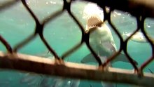 10 Facts About Great White Sharks