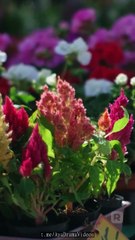 Matrimonio relámpago con mi mejor amigo - ReelShort - #abel #shortfilm