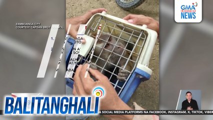 9-anyos na batang kinagat ng alagang unggoy ng kapitbahay, nasa maayos nang lagay matapos turukan ng rabies vaccine | Balitanghali