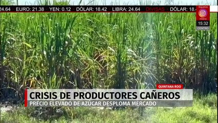 En Quintana Roo, productores cañeros reportan pérdidas millonarias