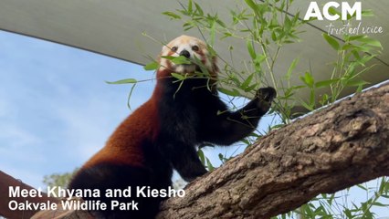 Meet Oakvale Wildlife Park's newest additions