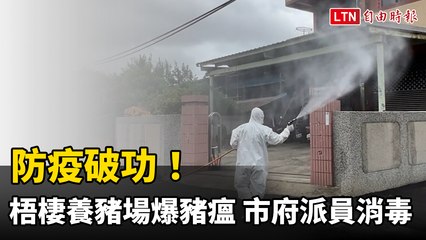 台中梧棲唯一養豬場爆發非洲豬瘟 🐖 市府緊急消毒防控擴散