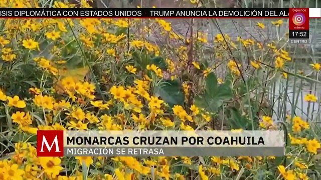 Comienza la migración de la mariposa monarca | Milenio Hábitat