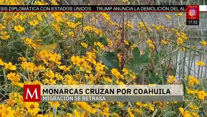Comienza la migración de la mariposa monarca | Milenio Hábitat