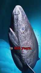 The Oldest Creature on Earth 😲